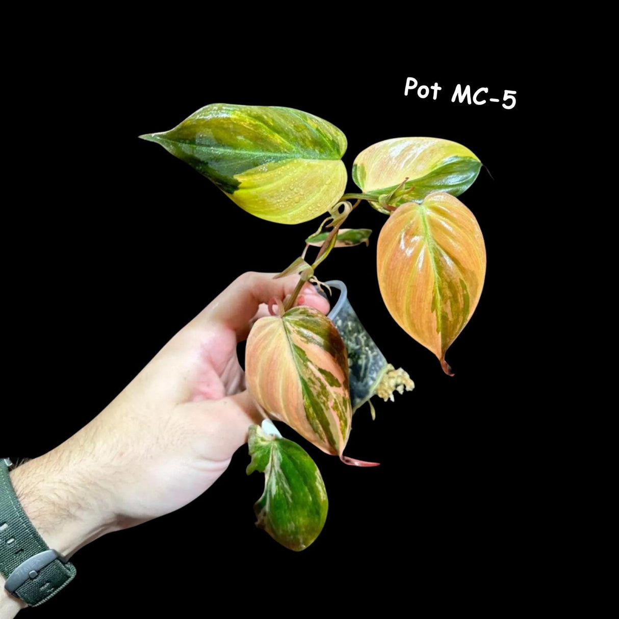 Variegated Philodendron Mican Aurea - Velvet Heartleaf Philodendron - Low Light Vining Rare Indoor Plants - Exotic Office Plants