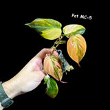 Variegated Philodendron Mican Aurea - Velvet Heartleaf Philodendron - Low Light Vining Rare Indoor Plants - Exotic Office Plants