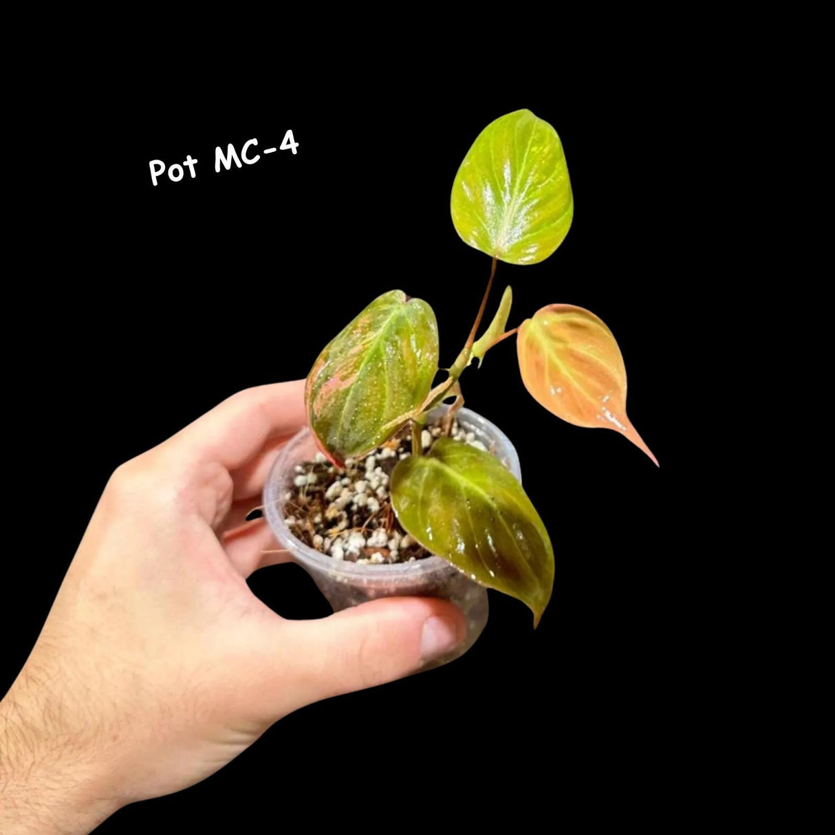 Variegated Philodendron Mican Aurea - Velvet Heartleaf Philodendron - Low Light Vining Rare Indoor Plants - Exotic Office Plants
