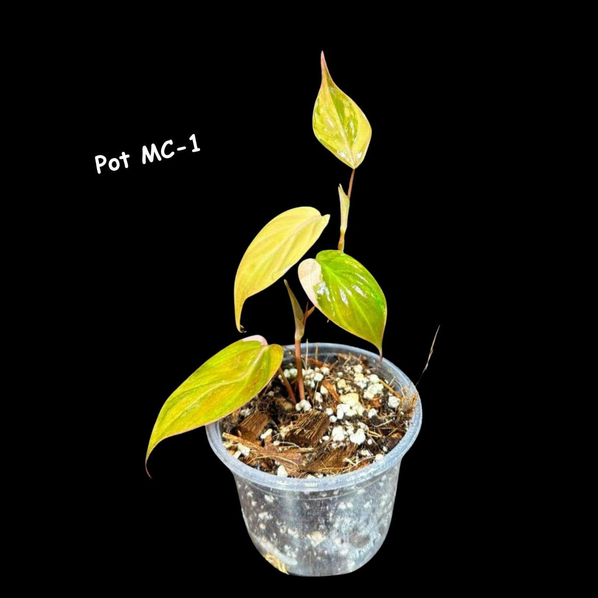 Variegated Philodendron Mican Aurea - Velvet Heartleaf Philodendron - Low Light Vining Rare Indoor Plants - Exotic Office Plants