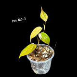 Variegated Philodendron Mican Aurea - Velvet Heartleaf Philodendron - Low Light Vining Rare Indoor Plants - Exotic Office Plants
