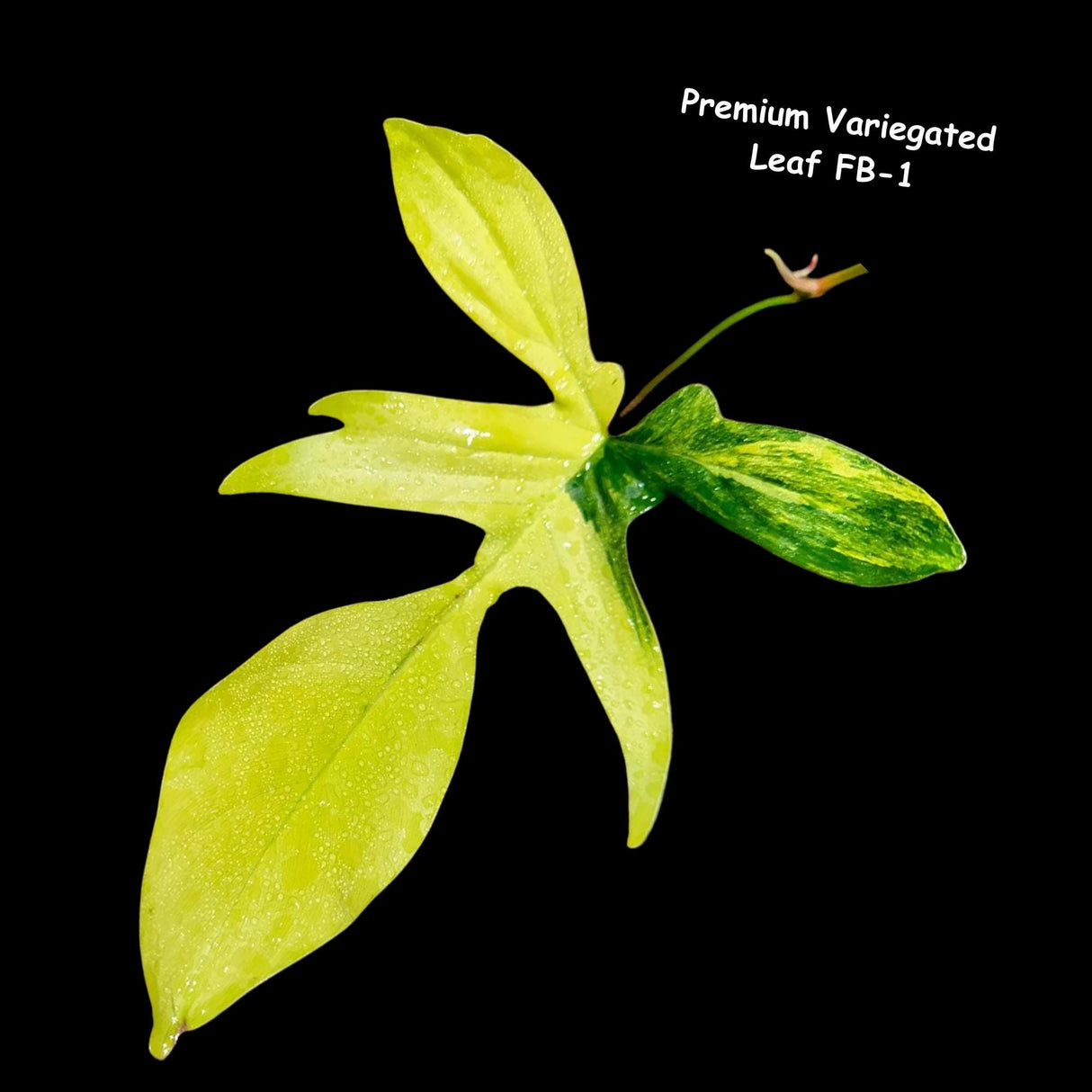Variegated Philodendron Florida Beauty-Exotic Indoor Plants-Air Purifying Houseplants-Low light Indoor Plants-Florida Beauty Cuttings