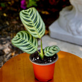 Calathea Burle Marx in a 3" Nursery Pot - Burle Marxii Plant - Indoor Houseplants - Fishbone Prayer Plant - Low light office plant