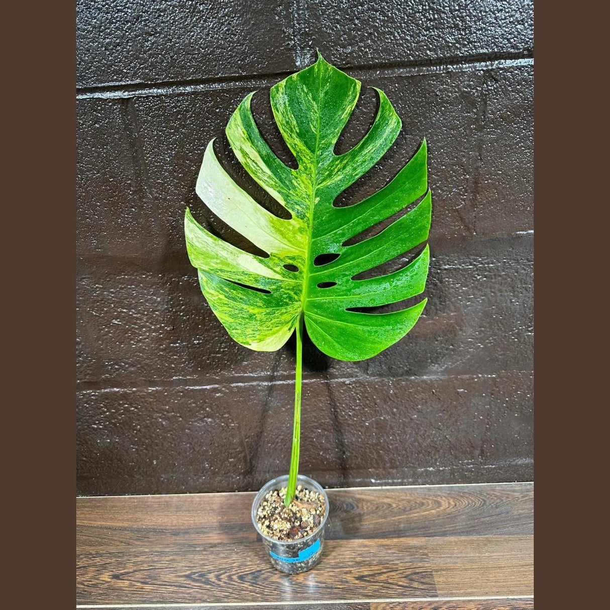 Monstera Aurea Variegated Borsigiana in a Nursery Pot - Monstera Aurea Single Leaf Plant - Monstera Marmota - US Seller