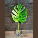 Monstera Aurea Variegated Borsigiana in a Nursery Pot - Monstera Aurea Single Leaf Plant - Monstera Marmota - US Seller