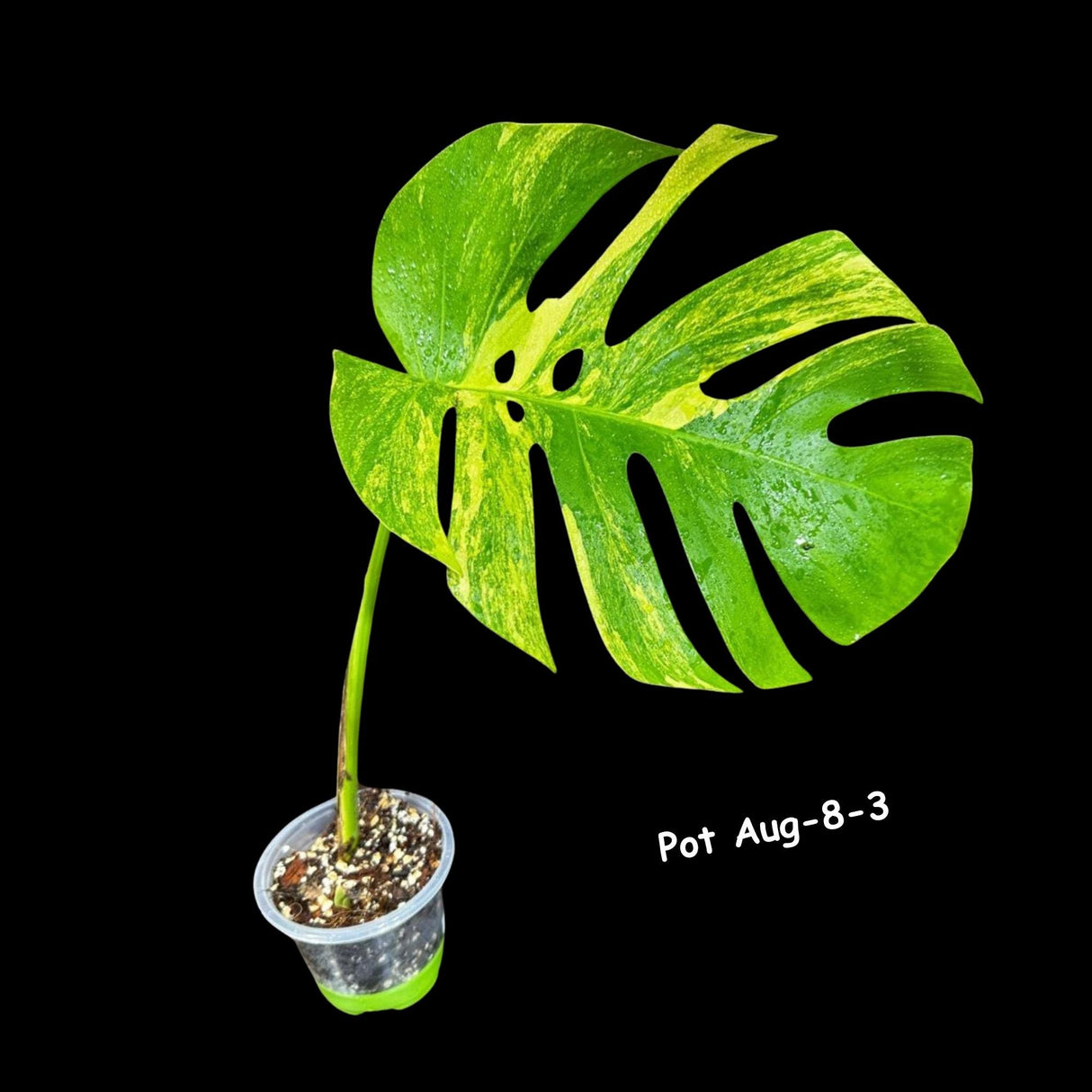 Variegated Monstera Aurea Borsigiana - Monstera Aurea Variegata - Monstera Marmota - SAME PLANT as images