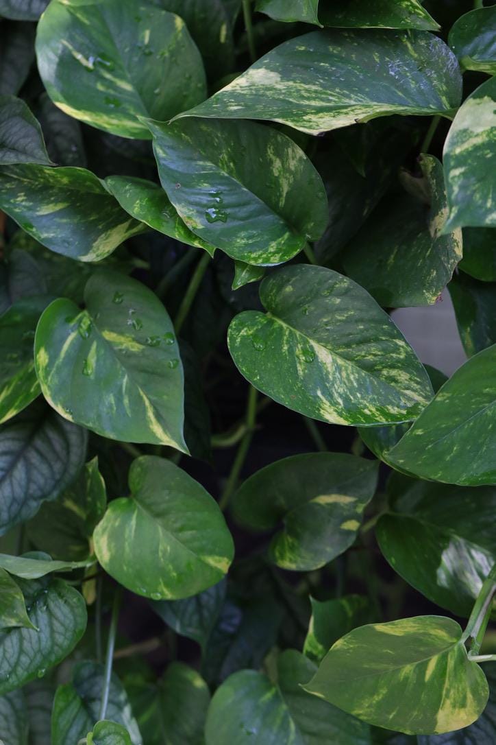 Golden Pothos Cuttings - Easy Care Gift Houseplant - Low Light Indoor Plants - Green Hanging Vines Pothos Plant - Office Plsants