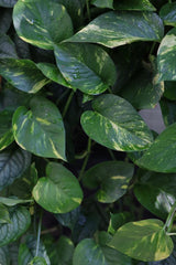 Golden Pothos Cuttings - Easy Care Gift Houseplant - Low Light Indoor Plants - Green Hanging Vines Pothos Plant - Office Plsants
