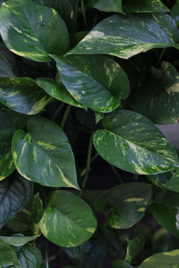 Golden Pothos Cuttings - Easy Care Gift Houseplant - Low Light Indoor Plants - Green Hanging Vines Pothos Plant - Office Plsants