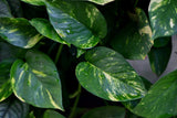 Golden Pothos Cuttings - Easy Care Gift Houseplant - Low Light Indoor Plants - Green Hanging Vines Pothos Plant - Office Plsants