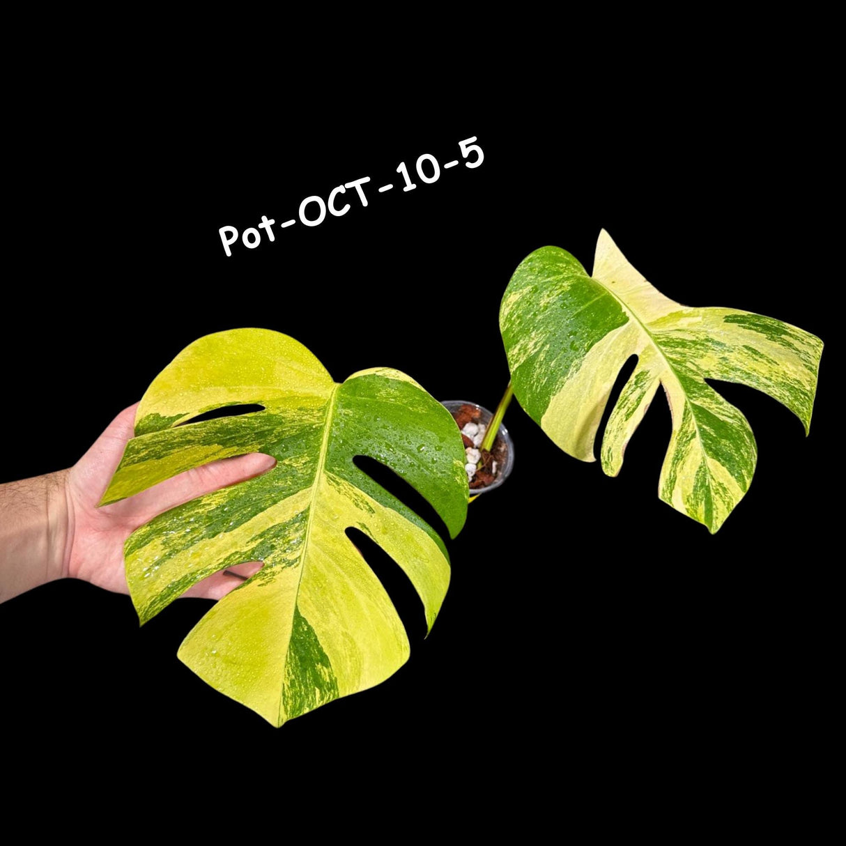 Variegated Monstera Aurea Borsigiana - Monstera Aurea Variegata - Monstera Marmota - SAME PLANT as images