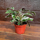Calathea Fusion White in 4” Nursery pot | Variegated Calathea | Air Purifying Indoor Plants | Low light Houseplants | Tropical Office Plants