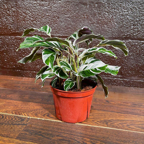 Calathea Fusion White in 4” Nursery pot | Variegated Calathea | Air Purifying Indoor Plants | Low light Houseplants | Tropical Office Plants
