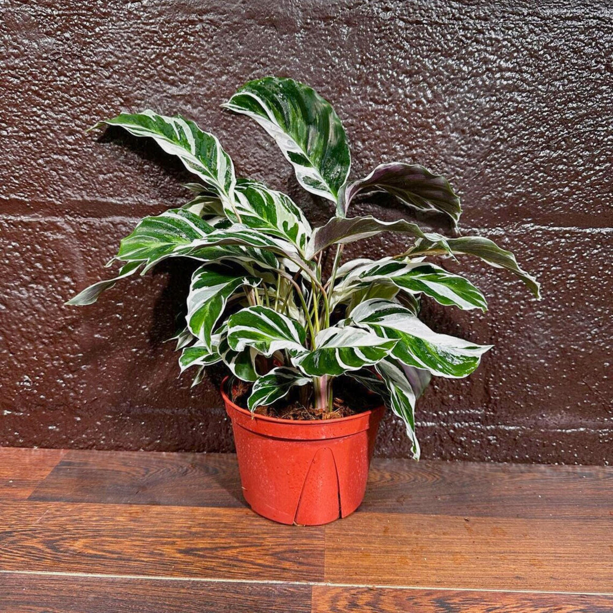 Calathea Fusion White in 4” Nursery pot | Variegated Calathea | Air Purifying Indoor Plants | Low light Houseplants | Tropical Office Plants