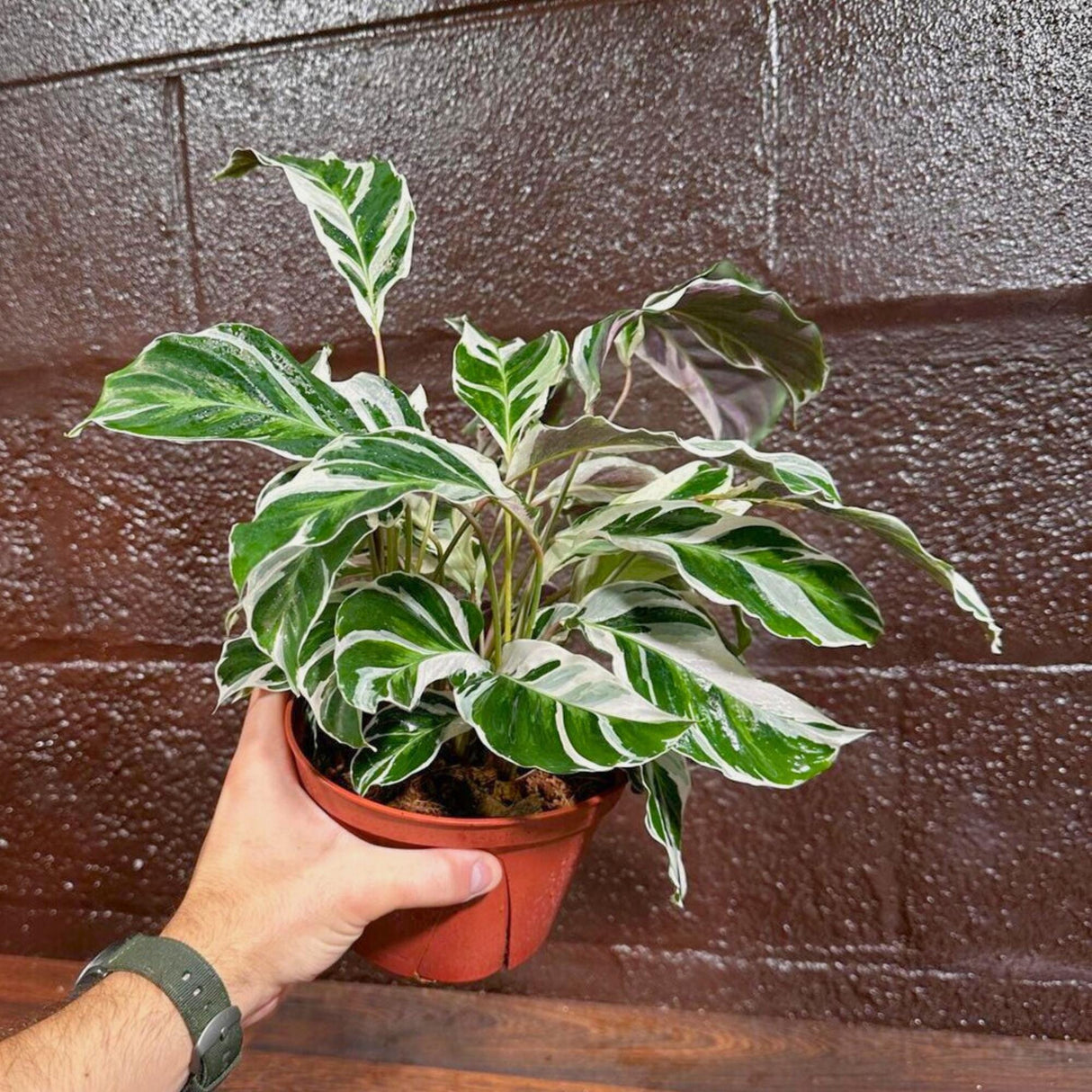 Calathea Fusion White in 4” Nursery pot | Variegated Calathea | Air Purifying Indoor Plants | Low light Houseplants | Tropical Office Plants