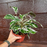 Calathea Fusion White in 4” Nursery pot | Variegated Calathea | Air Purifying Indoor Plants | Low light Houseplants | Tropical Office Plants