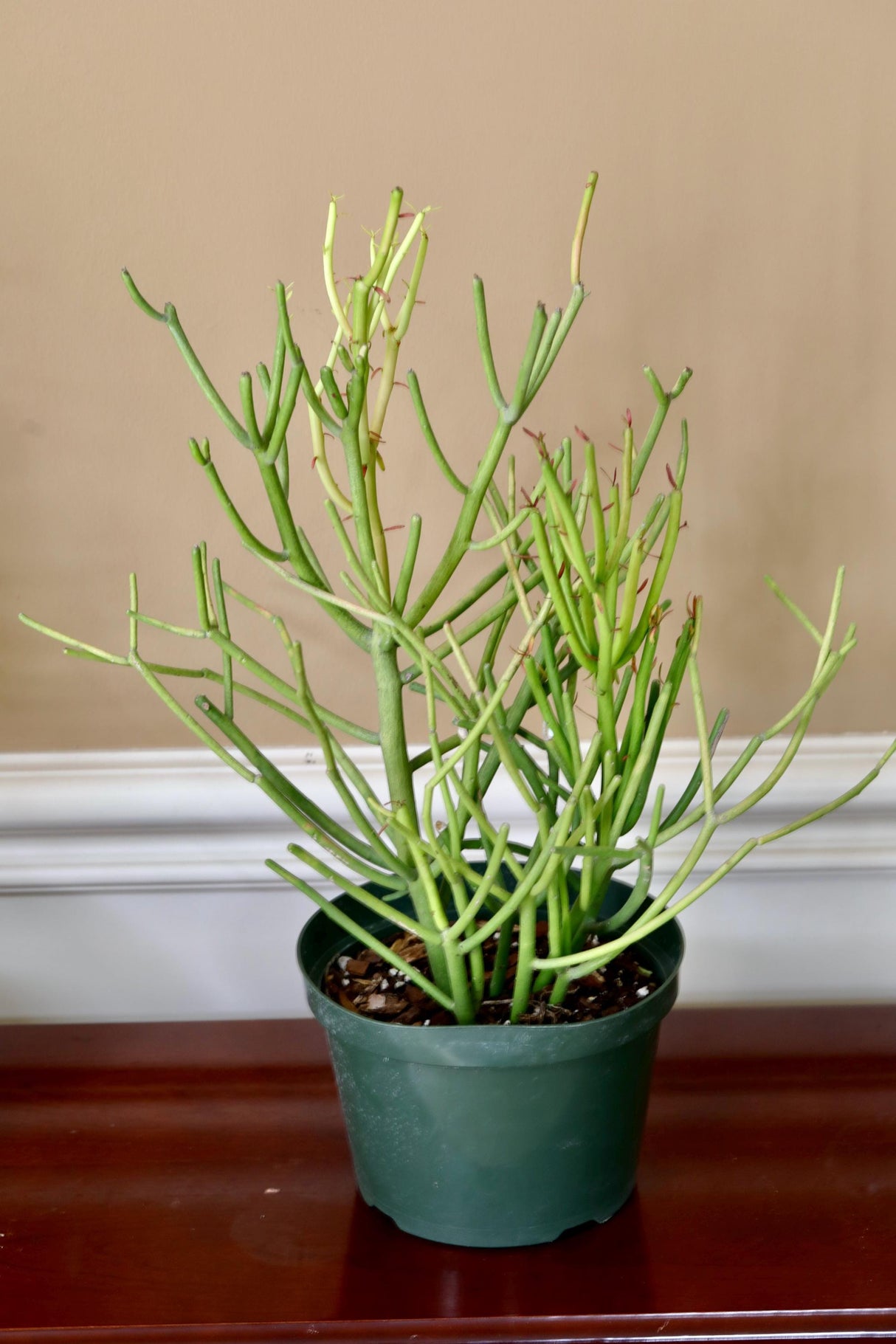 Pencil Cactus in 6" Nursery Pot - Fire Stick Plant - Succulent Plants - Indoor Cactus - Live Succulent Plants - Low light Indoor Plants