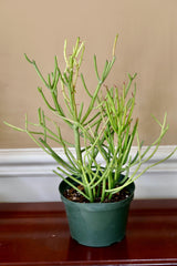 Pencil Cactus in 6" Nursery Pot - Fire Stick Plant - Succulent Plants - Indoor Cactus - Live Succulent Plants - Low light Indoor Plants
