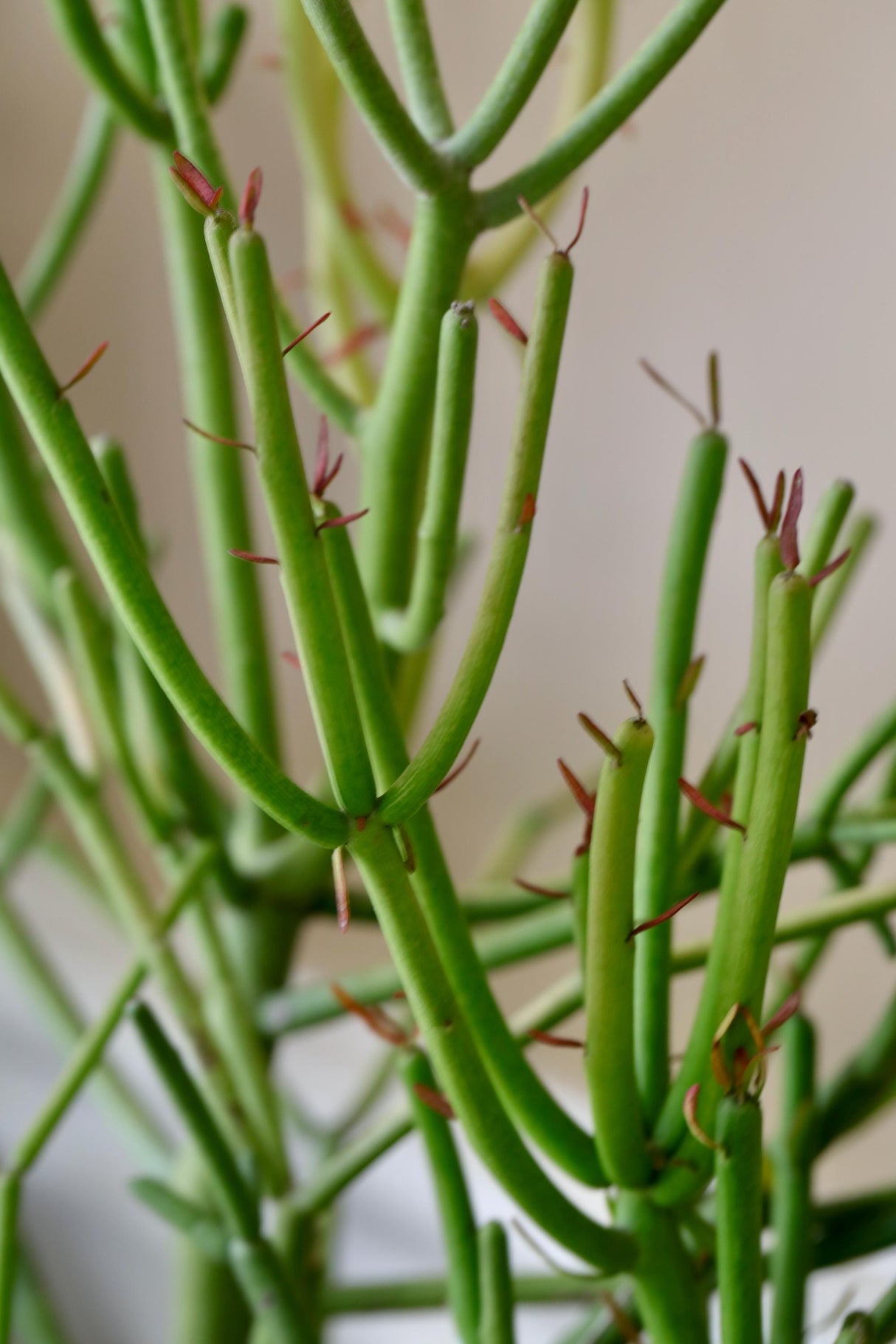 Pencil Cactus in 6" Nursery Pot - Fire Stick Plant - Succulent Plants - Indoor Cactus - Live Succulent Plants - Low light Indoor Plants