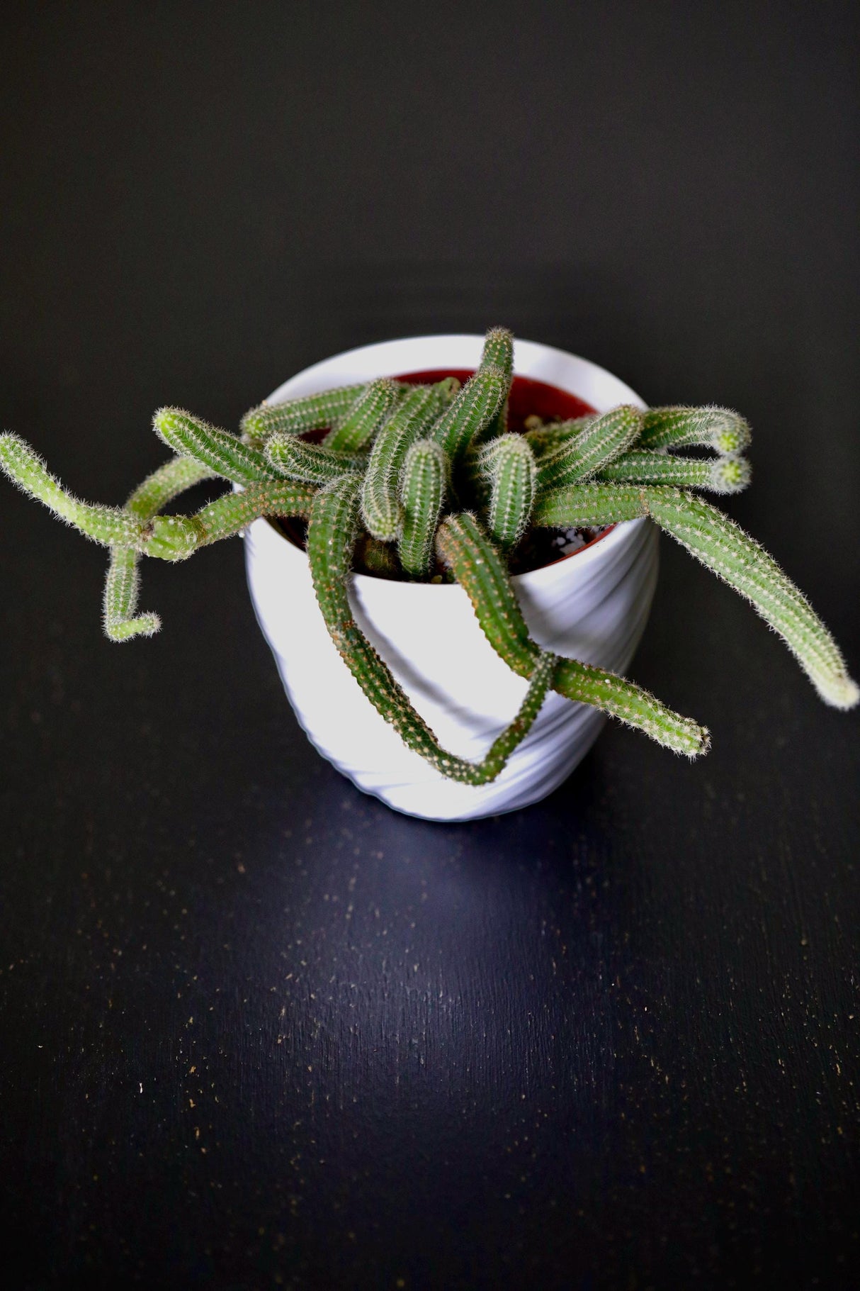 Echinopsis Chamaecereus 'Peanut Cactus' in a 3" Nursery Pot - Low Maintenance Indoor Plant - Small Cactus Plant
