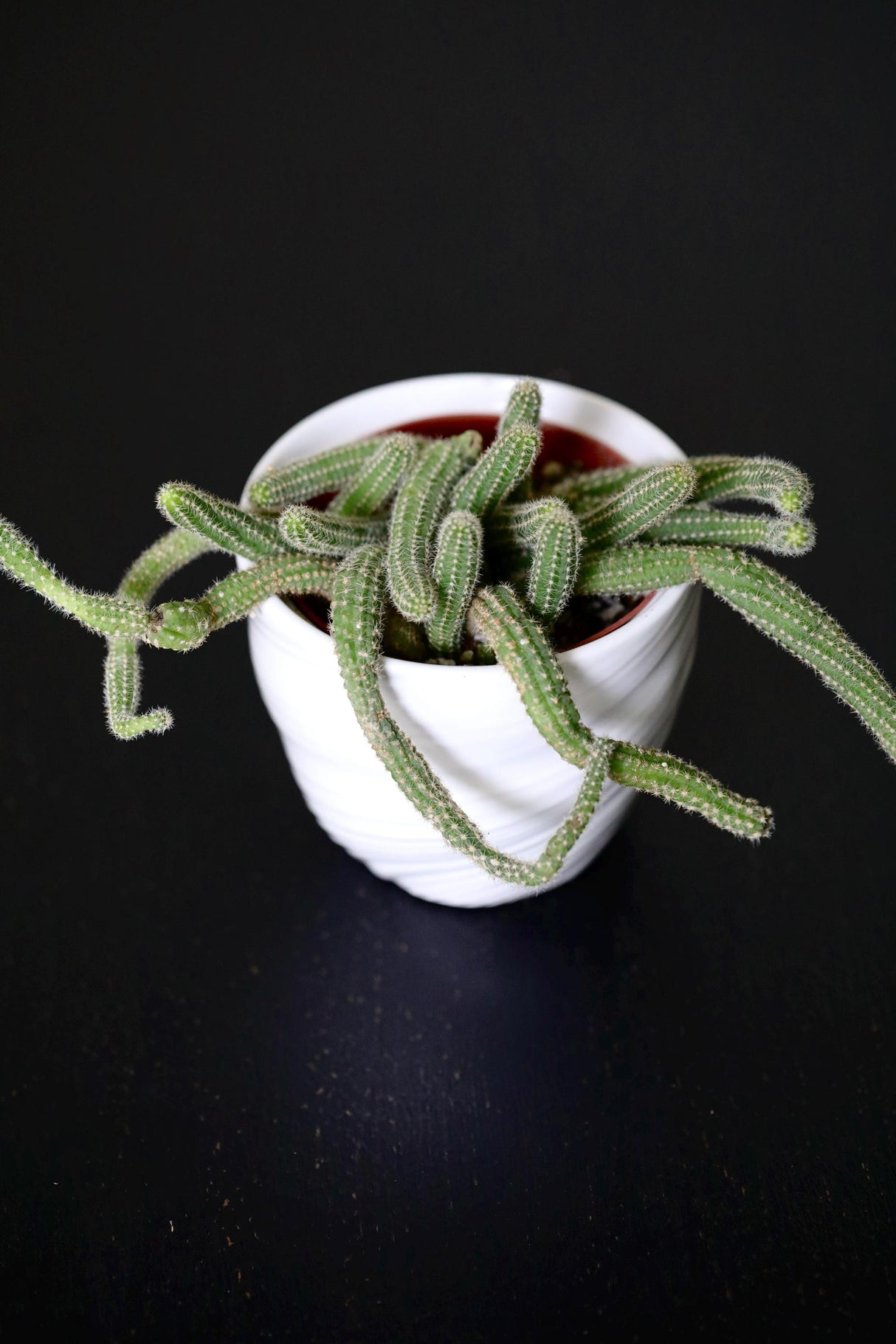Echinopsis Chamaecereus 'Peanut Cactus' in a 3" Nursery Pot - Low Maintenance Indoor Plant - Small Cactus Plant