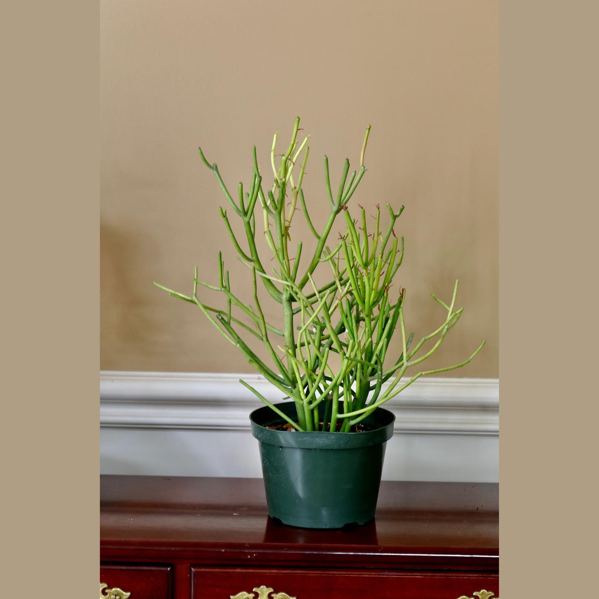 Pencil Cactus in 6" Nursery Pot - Fire Stick Plant - Succulent Plants - Indoor Cactus - Live Succulent Plants - Low light Indoor Plants