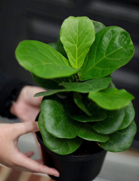 Fiddle Fig Tree | Live Houseplant in a Nursery Pot | Large Fixus Lyrata Fig Tree | Low light Indoor Plant | Air Purifying Houseplants