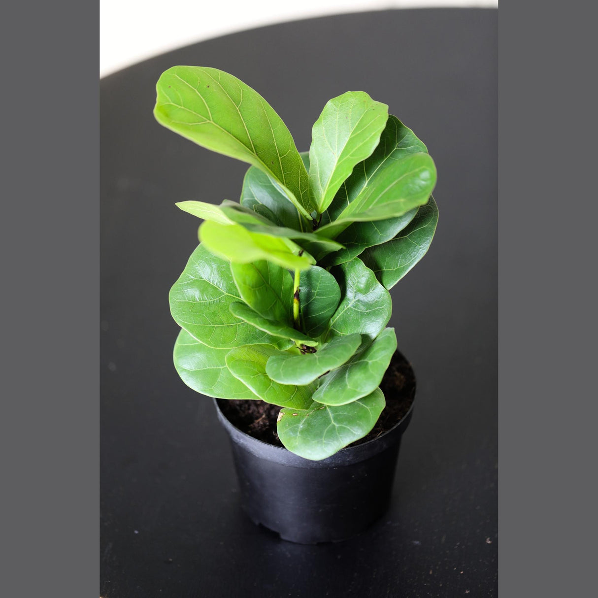 Fiddle Fig Tree | Live Houseplant in a Nursery Pot | Large Fixus Lyrata Fig Tree | Low light Indoor Plant | Air Purifying Houseplants