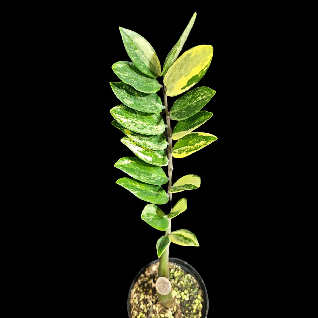 Rare Zamioculcas Zamiifolia 'Gold Variegata' in Nursery Pot - Zamioculcas Zamiifolia Gold - Indoor Plant- Air purifier plant - US Seller
