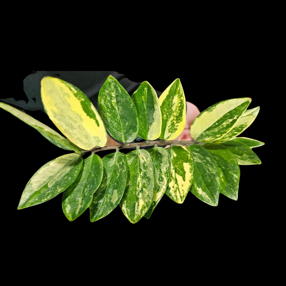 Rare Zamioculcas Zamiifolia 'Gold Variegata' in Nursery Pot - Zamioculcas Zamiifolia Gold - Indoor Plant- Air purifier plant - US Seller