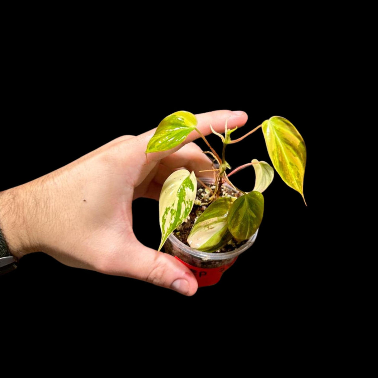Rare Variegated Philodendron Mican in a Nursery Pot - US SELLER - Potted Plant