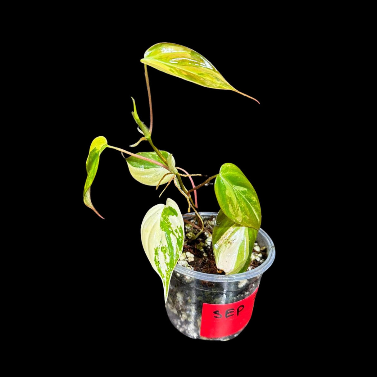 Rare Variegated Philodendron Mican in a Nursery Pot - US SELLER - Potted Plant