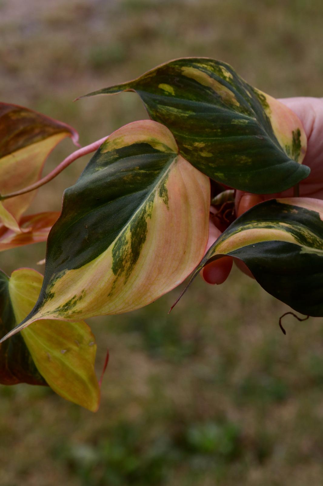 Variegated Philodendron Mican Aurea Cuttings - Velvet Heartleaf Philodendron - Low Light Vining Indoor Plant