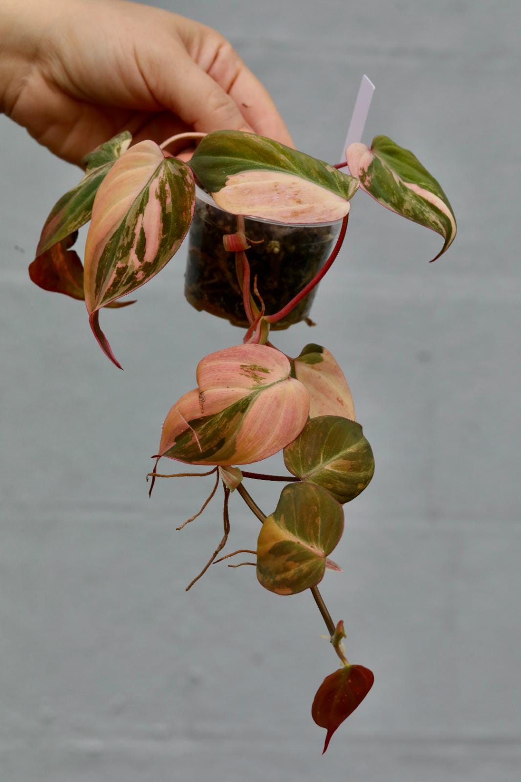 Rare Variegated Philodendron Mican Pink Mature Plant in a Nursery Pot - Heartleaf Pink Mican - US Seller - Potted Plant