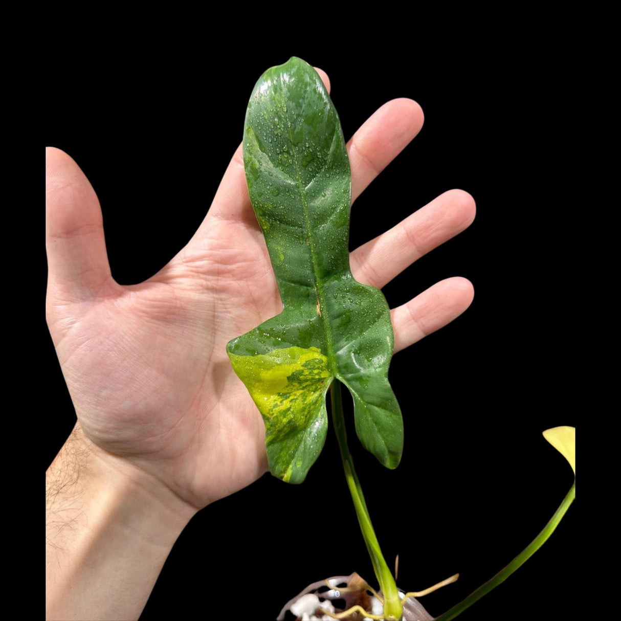 Variegated Philodendron Bipennifolium in a Nursery Pot - Philodendron Bipennifolium Plant - Exact SAME Plant - US Seller