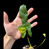 Variegated Philodendron Bipennifolium in a Nursery Pot - Philodendron Bipennifolium Plant - Exact SAME Plant - US Seller