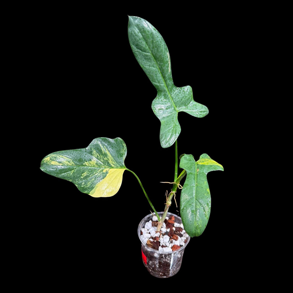Variegated Philodendron Bipennifolium in a Nursery Pot - Philodendron Bipennifolium Plant - Exact SAME Plant - US Seller