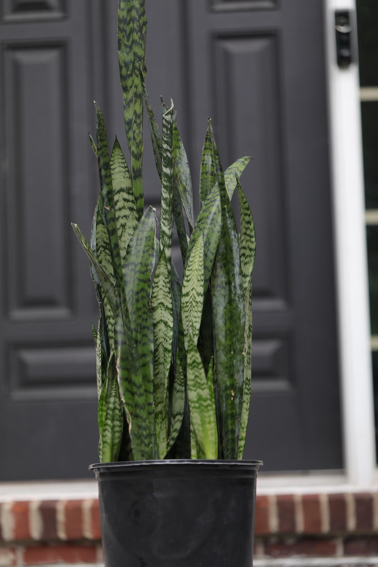 Sansevieria Zeylanica in a 10" Nursery Pot - Chameleon ZZ Plant - Snake Plan - Low Light Houseplants - Pet Safe Indoor Plants
