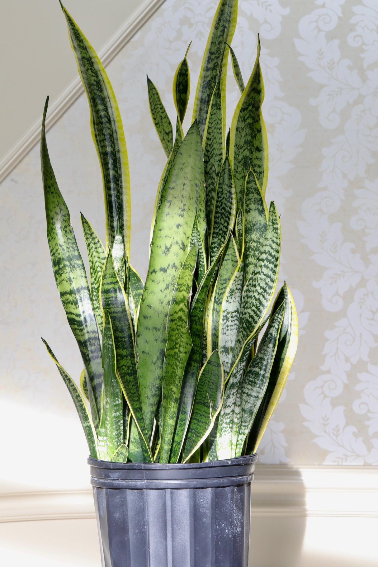 Live Snake Plant in 10" Nursery pot - Mother-In-Law's-Tongue Plant - Sansevieria Laurentii - Air Purifier Indoor Plant - Gift Houseplant