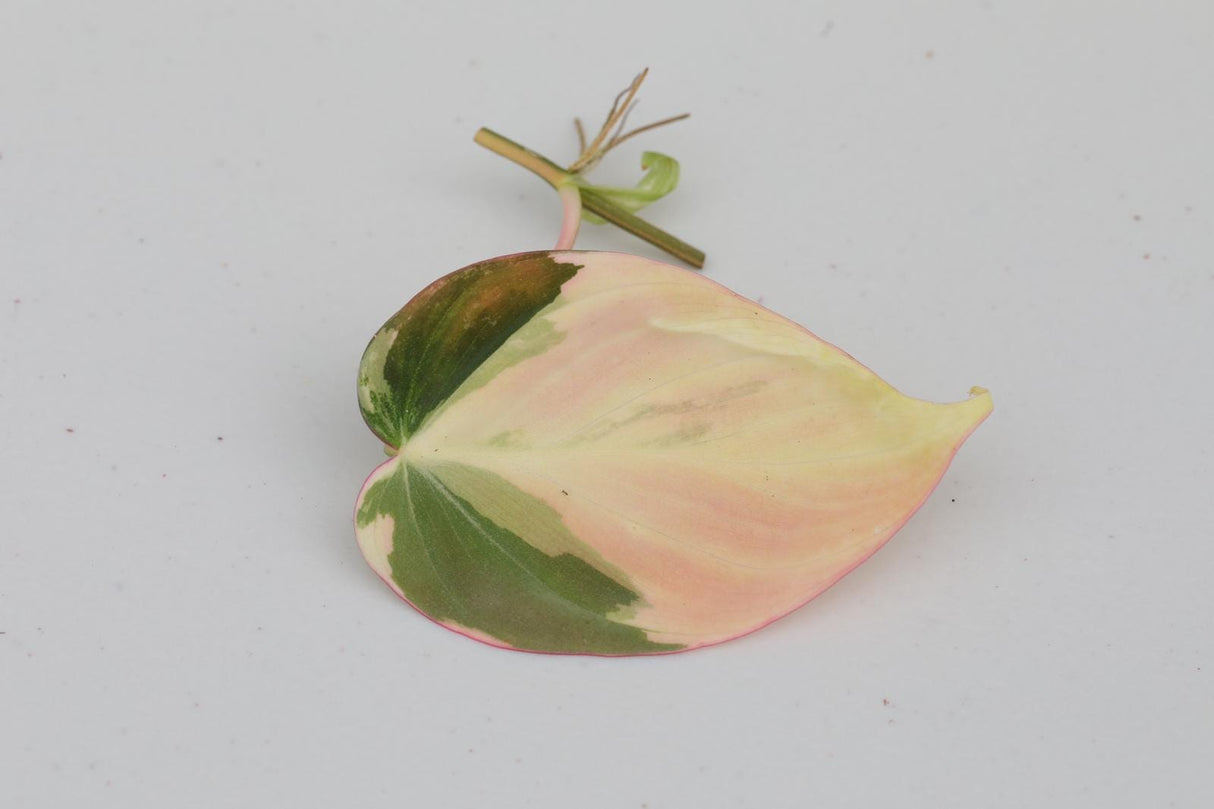 Rare Variegated Philodendron Mican Pink Cuttings - Heartleaf Pink Mican - Gift Houseplant - Beginners Plant - US Seller
