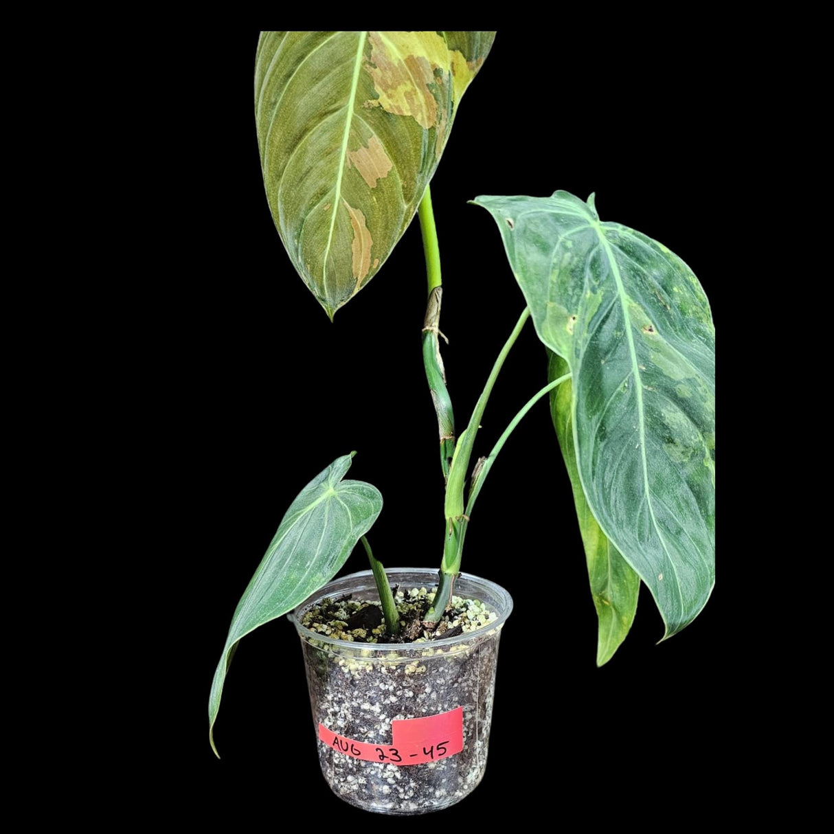 Philodendron Melanochrysum Variegated Plant in a Nursery Pot -Extremely Rare Collector Plant - US SELLER - Same Plant as the image