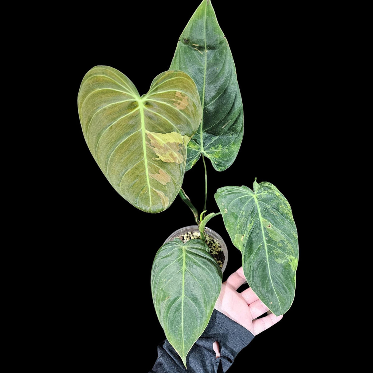 Philodendron Melanochrysum Variegated Plant in a Nursery Pot -Extremely Rare Collector Plant - US SELLER - Same Plant as the image