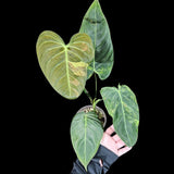 Philodendron Melanochrysum Variegated Plant in a Nursery Pot -Extremely Rare Collector Plant - US SELLER - Same Plant as the image