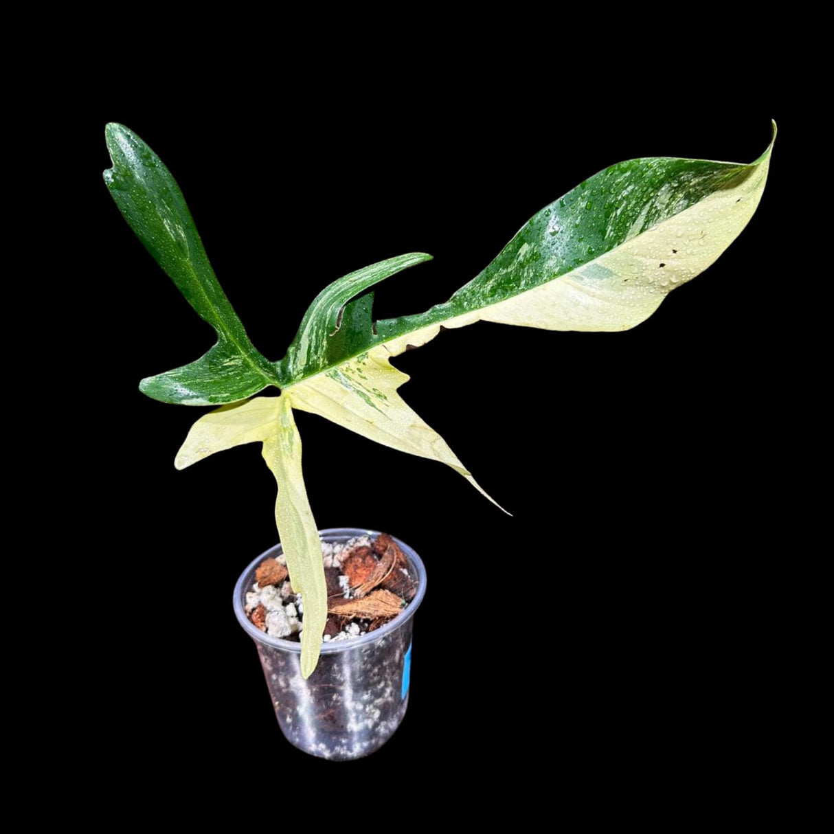 Variegated Philodendron Florida Beauty Cutting Potted - Extremely Rare Variety of Florida For Collectors