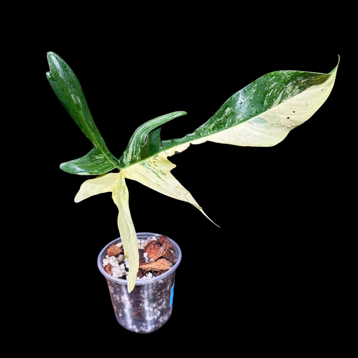 Variegated Philodendron Florida Beauty Cutting Potted - Extremely Rare Variety of Florida For Collectors