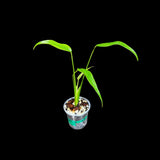 Monstera 'Burle Marx Flame'  Plant in a Nursery Pot - Monstera Dilacerata - Rare Plant - SAME PLANT as images