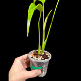 Monstera 'Burle Marx Flame'  Plant in a Nursery Pot - Monstera Dilacerata - Rare Plant - SAME PLANT as images