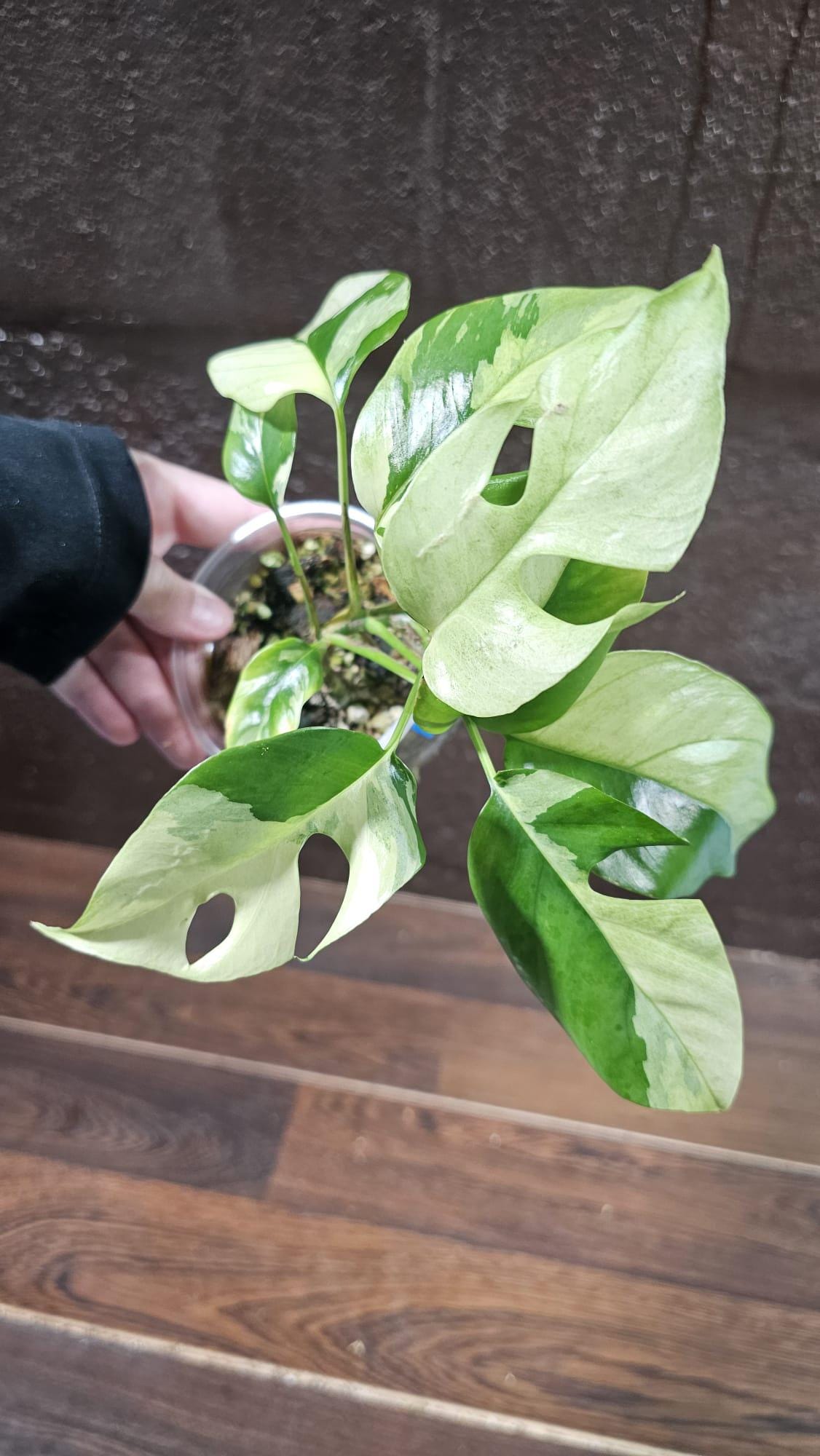 Rare Variegated Rhaphidophora Tetrasperma Albo in a Nursery Pot - Rare Mini Tetrasperma - Low Light Indoor Plant - Live Plant - US Seller