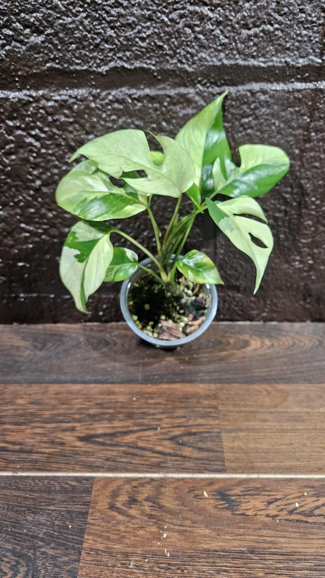 Rare Variegated Rhaphidophora Tetrasperma Albo in a Nursery Pot - Rare Mini Tetrasperma - Low Light Indoor Plant - Live Plant - US Seller