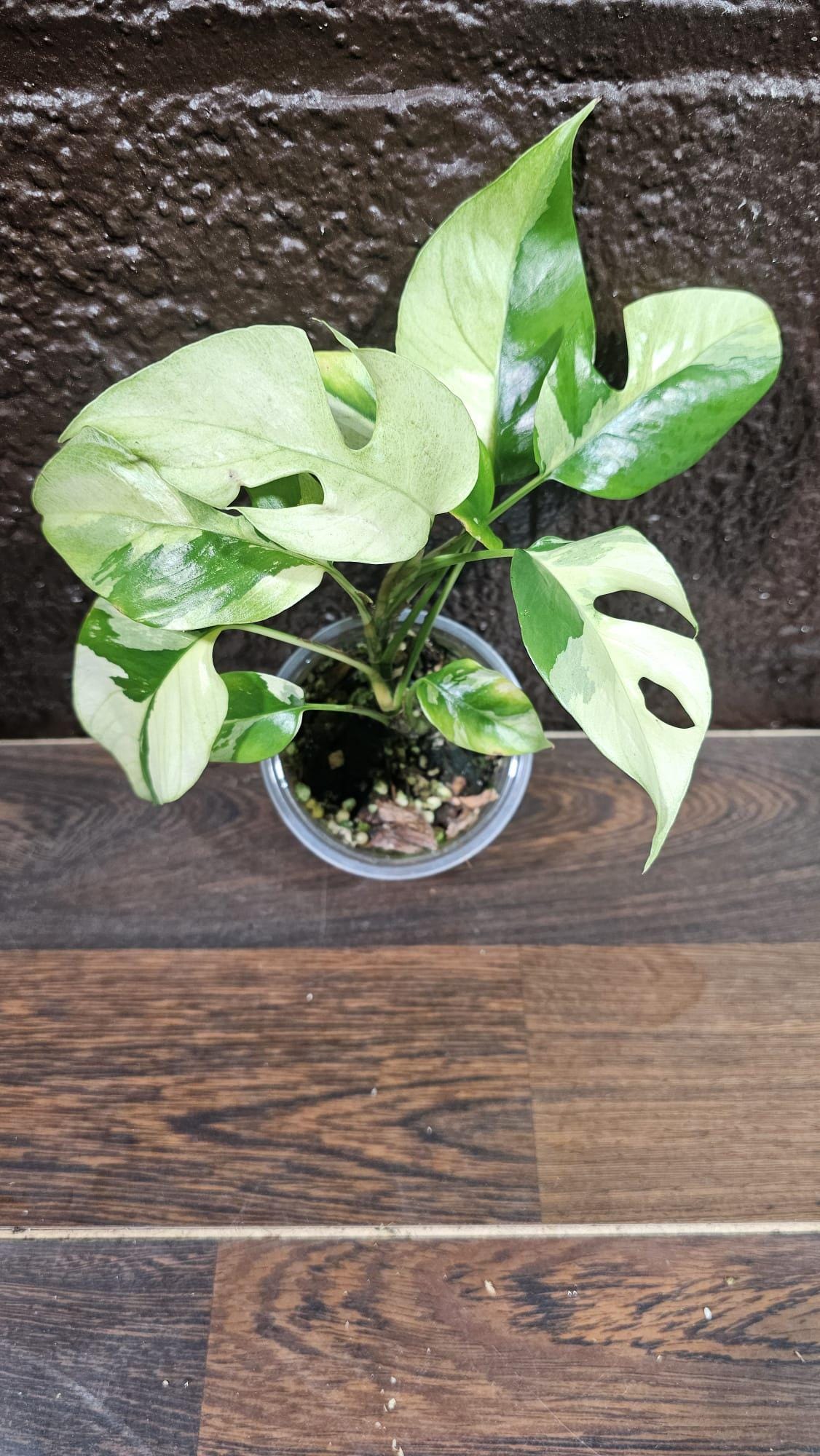 Rare Variegated Rhaphidophora Tetrasperma Albo in a Nursery Pot - Rare Mini Tetrasperma - Low Light Indoor Plant - Live Plant - US Seller